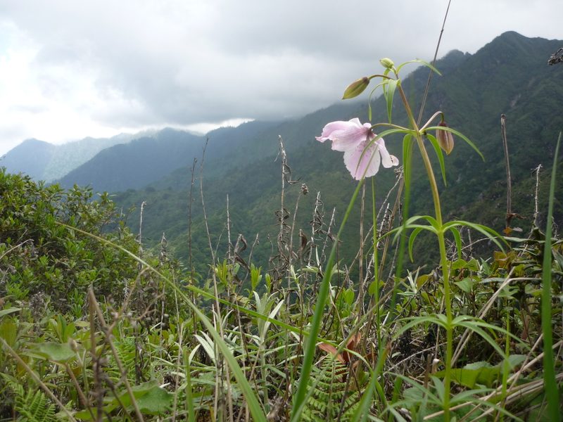 Lilium pardanthinum, photographed by Andreas Taeger