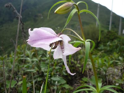 Lilium pardanthinum, photographed by Andreas Taeger
