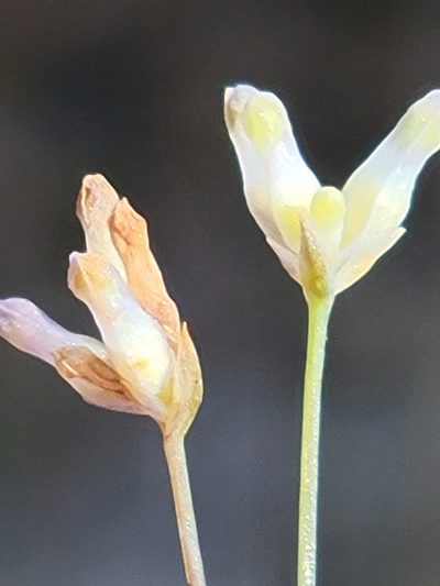 Burmannia capitata, photographed by Jay Horn