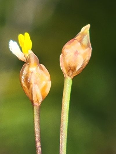 Xyris flabelliformis, photographed by Jay Horn