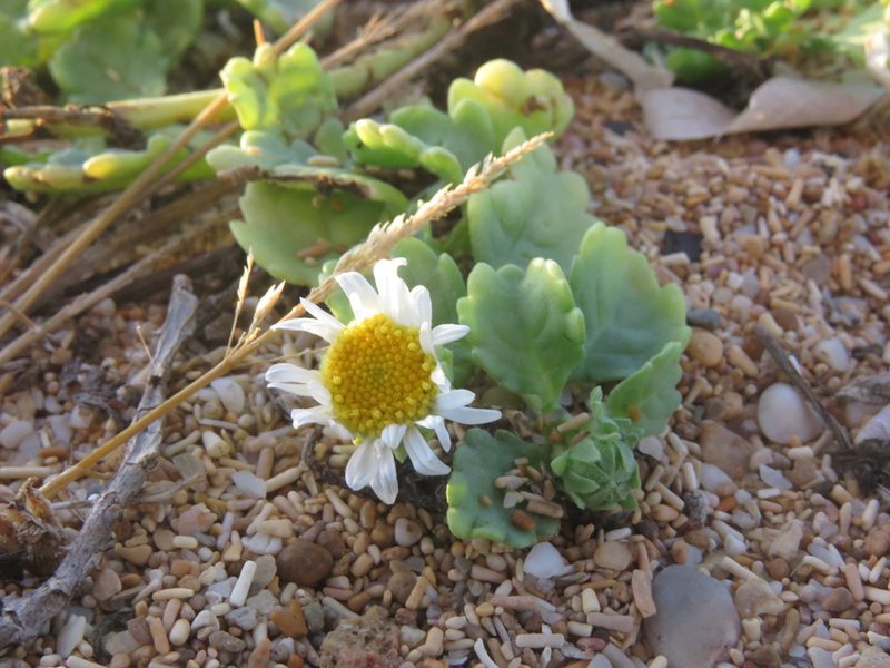 Egletes prostrata, photographed by Juan Carlos Caicedo Hernández