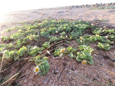 Egletes prostrata, photographed by Juan Carlos Caicedo Hernández
