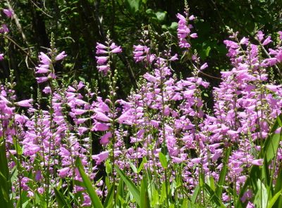 Physostegia leptophylla, photographed by mfeaver