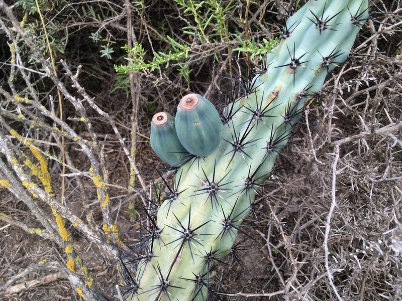 Cereus aethiops, photographed by Valentín Alfano
