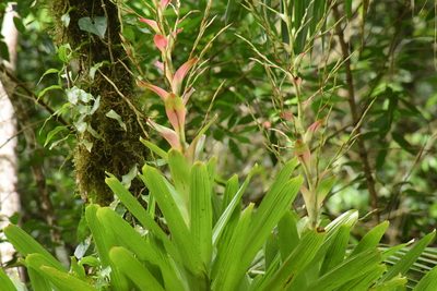 Vriesea philippocoburgi, photographed by Cajá-manga