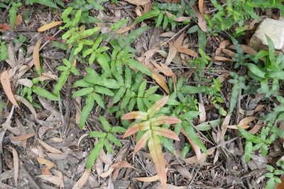 Parablechnum wattsii, photographed by Gary Williams