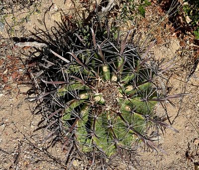 Ferocactus townsendianus, photographed by Bill Levine