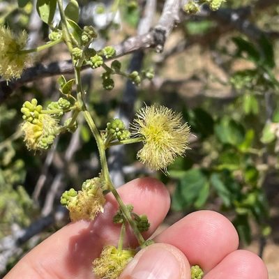 Pithecellobium dulce, photographed by Bill Levine