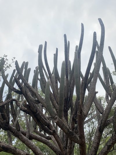 Espostoa lanata, photographed by Círculo de Investigación en Taxonomía, Florística y Ecología Vegetal