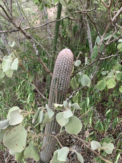 Espostoa lanata, photographed by Círculo de Investigación en Taxonomía, Florística y Ecología Vegetal