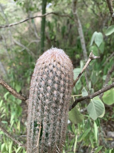 Espostoa lanata, photographed by Círculo de Investigación en Taxonomía, Florística y Ecología Vegetal