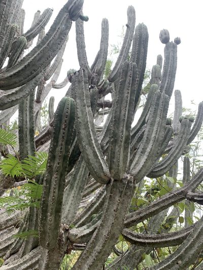 Browningia altissima, photographed by Círculo de Investigación en Taxonomía, Florística y Ecología Vegetal