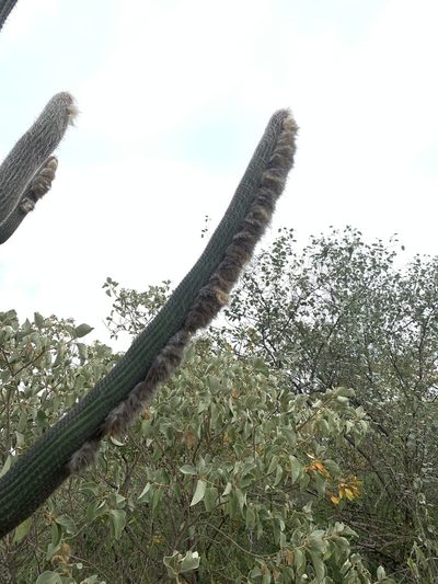 Espostoa lanata, photographed by Círculo de Investigación en Taxonomía, Florística y Ecología Vegetal