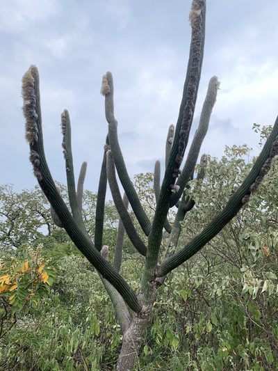 Espostoa lanata, photographed by Círculo de Investigación en Taxonomía, Florística y Ecología Vegetal