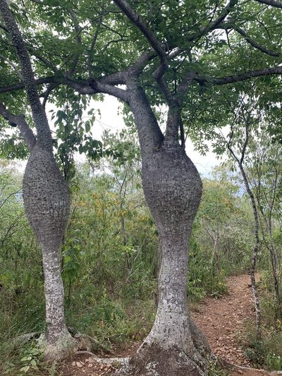 Ceiba insignis, photographed by Círculo de Investigación en Taxonomía, Florística y Ecología Vegetal