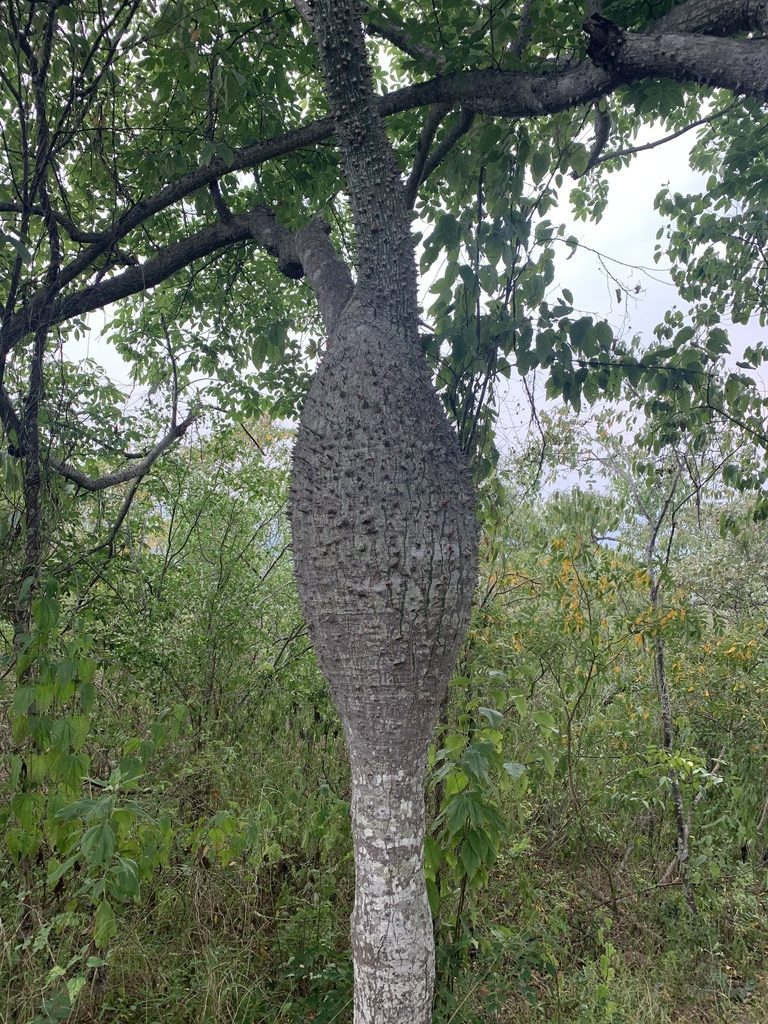 Ceiba insignis, photographed by Círculo de Investigación en Taxonomía, Florística y Ecología Vegetal