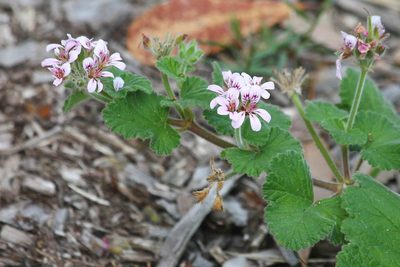 Pelargonium inodorum, photographed by Christopher Brandis