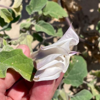 Datura discolor, photographed by Bill Levine