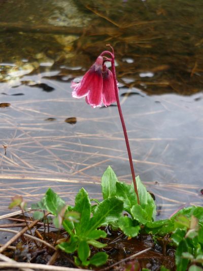 Primula valentiniana, photographed by Andreas Taeger