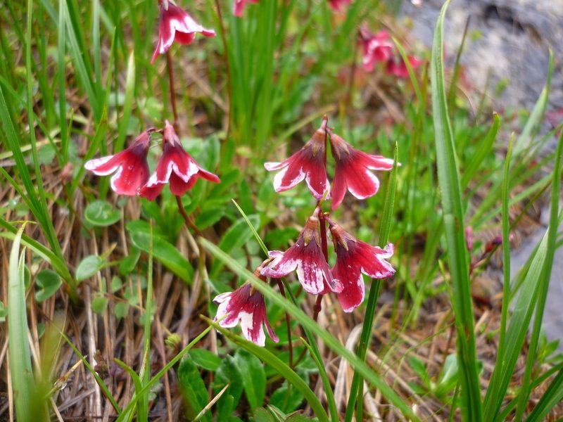 Primula valentiniana, photographed by Andreas Taeger