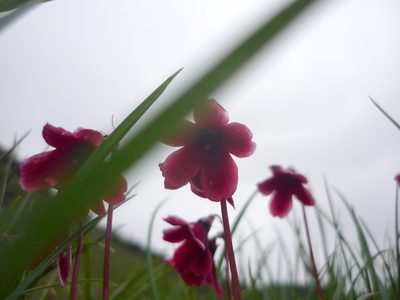 Primula valentiniana, photographed by Andreas Taeger