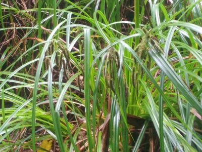 Carex geminata, photographed by Leon Perrie
