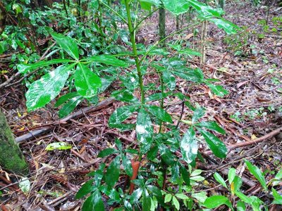 Pseudopanax lessonii, photographed by Leon Perrie