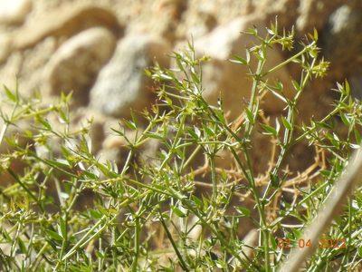 Zygophyllum laeve, photographed by Diana