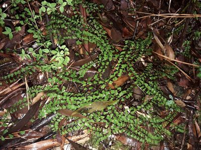 Lindsaea linearis, photographed by naturewatchwidow