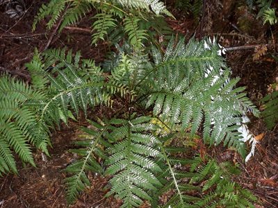 Diploblechnum fraseri, photographed by naturewatchwidow