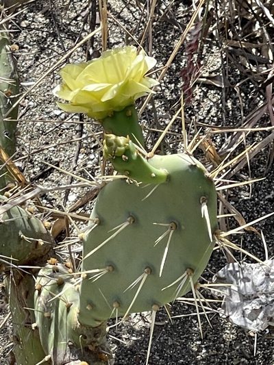 Opuntia cubensis, photographed by Robin White