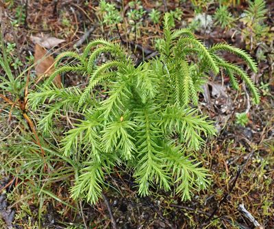 Phlegmariurus varius, photographed by Peter de Lange