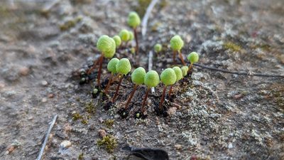 Asterellopsis palmeri, photographed by Trevor Van Loon