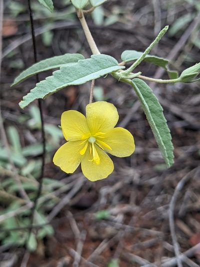 Melhania oblongifolia, photographed by Michael Somerville