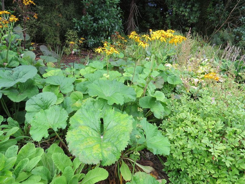 Ligularia dentata, photographed by Maureen Howard