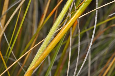Chionochloa defracta, photographed by Pieter Pelser