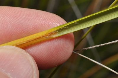 Chionochloa defracta, photographed by Pieter Pelser