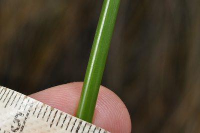 Chionochloa defracta, photographed by Pieter Pelser