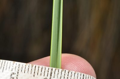 Chionochloa defracta, photographed by Pieter Pelser