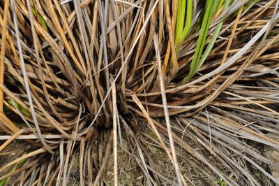 Chionochloa defracta, photographed by Pieter Pelser