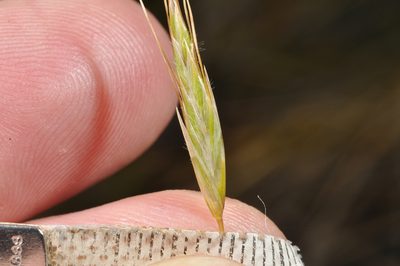 Chionochloa defracta, photographed by Pieter Pelser