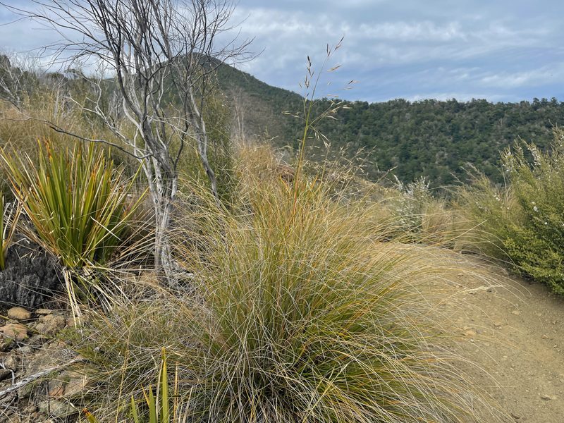 Chionochloa defracta, photographed by Pieter Pelser