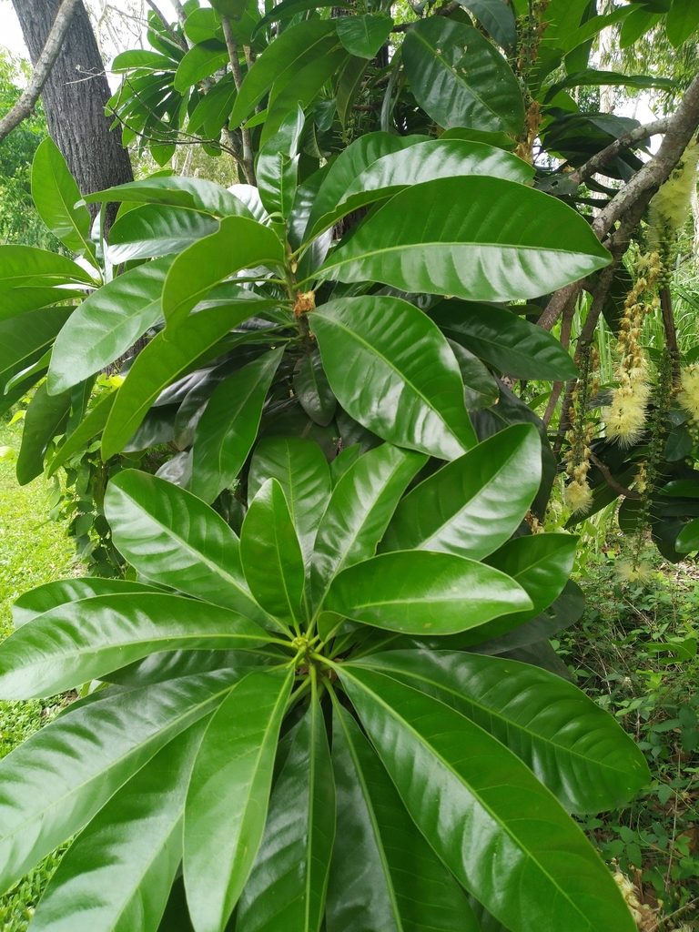 Barringtonia calyptrata, photographed by Steve Fitzgerald