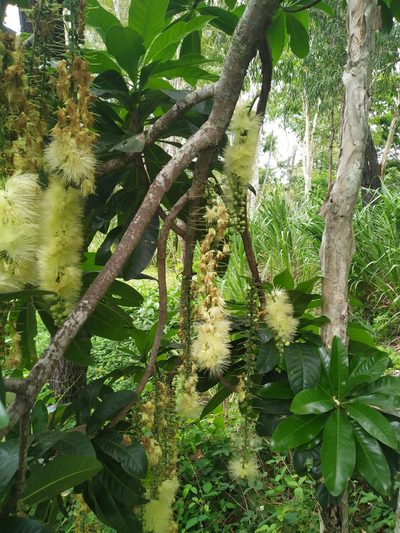 Barringtonia calyptrata, photographed by Steve Fitzgerald