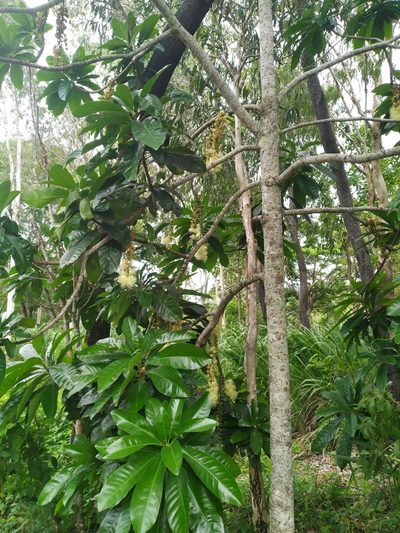 Barringtonia calyptrata, photographed by Steve Fitzgerald