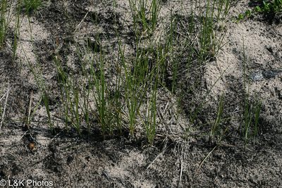 Carex siccata, photographed by lallen