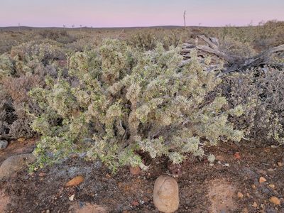 Euphorbia misera, photographed by Michelle Cloud-Hughes