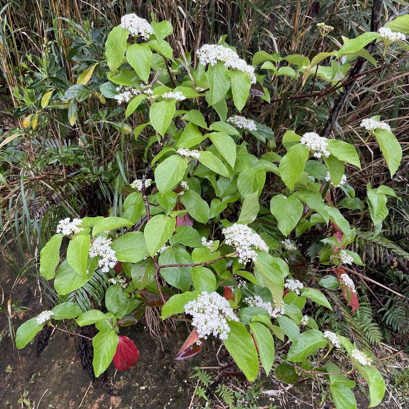 Viburnum japonicum, photographed by Takaaki Hattori