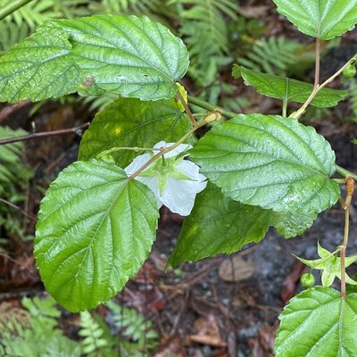 Rubus grayanus, photographed by Takaaki Hattori
