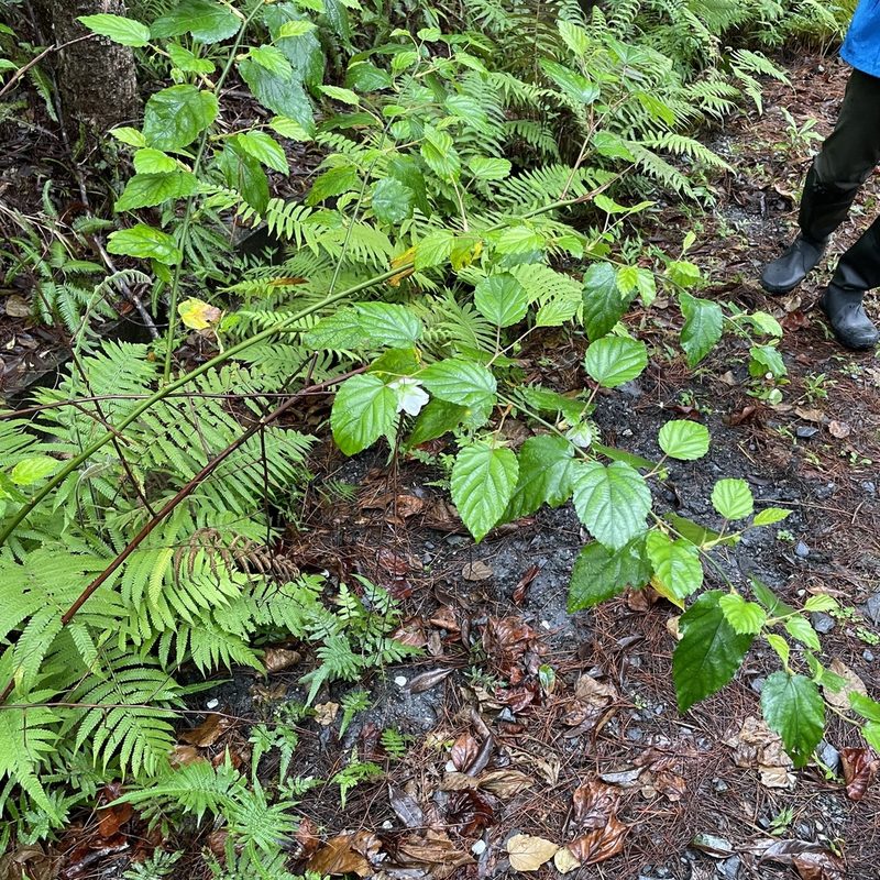 Rubus grayanus, photographed by Takaaki Hattori